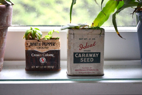 Plants