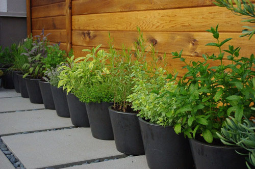 Herbs