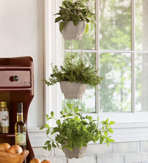 Herbs